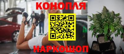 спайс Гай